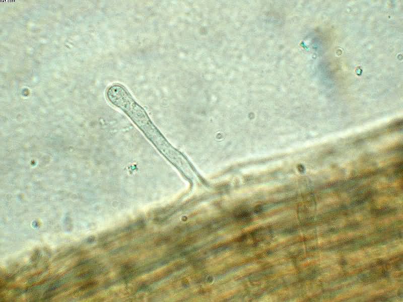 Tubaria furfuracea       (Pers.)     Gillet